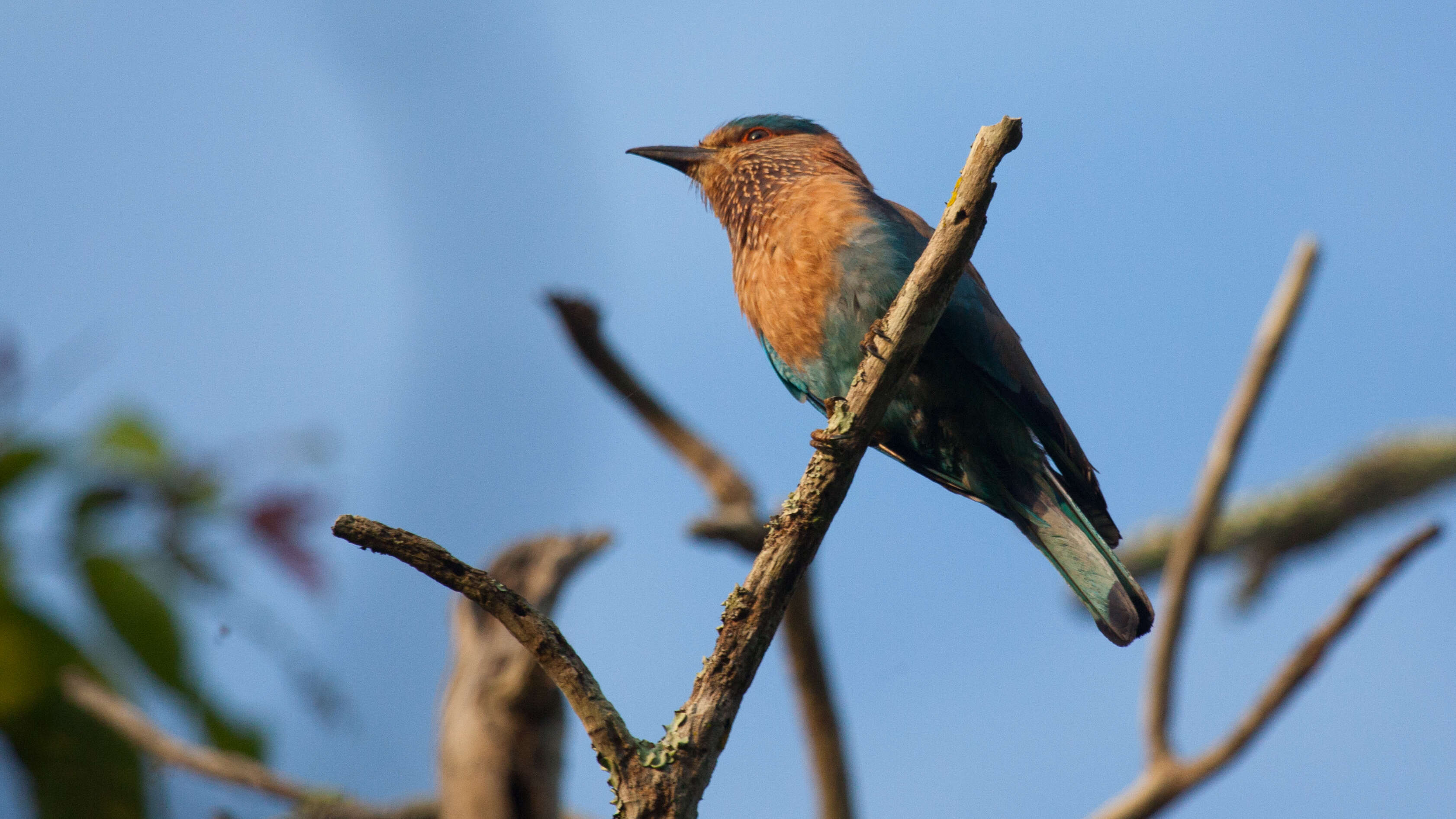 Imagem de Coracias benghalensis (Linnaeus 1758)