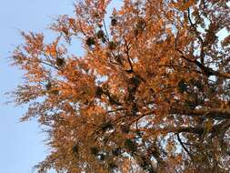 Image of European mistletoe