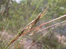 صورة Cymbopogon refractus (R. Br.) A. Camus