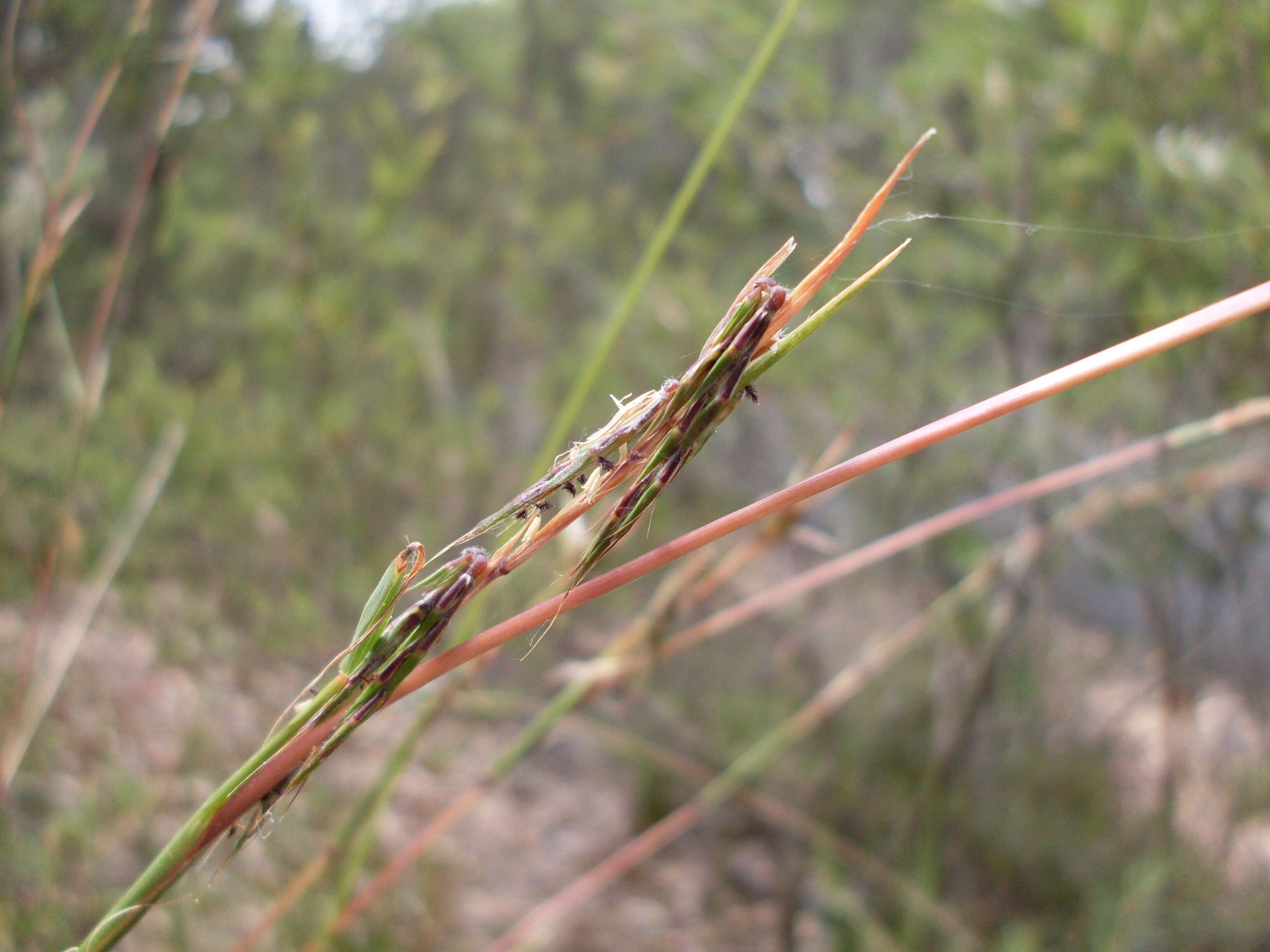 صورة Cymbopogon refractus (R. Br.) A. Camus