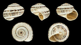 Image of Mediterranean Coastal Snail