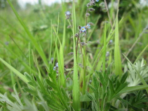 Слика од Myosotis ramosissima Rochel