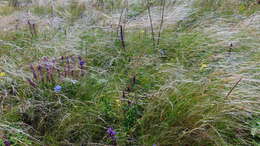 Plancia ëd Stipa lessingiana Trin. & Rupr.