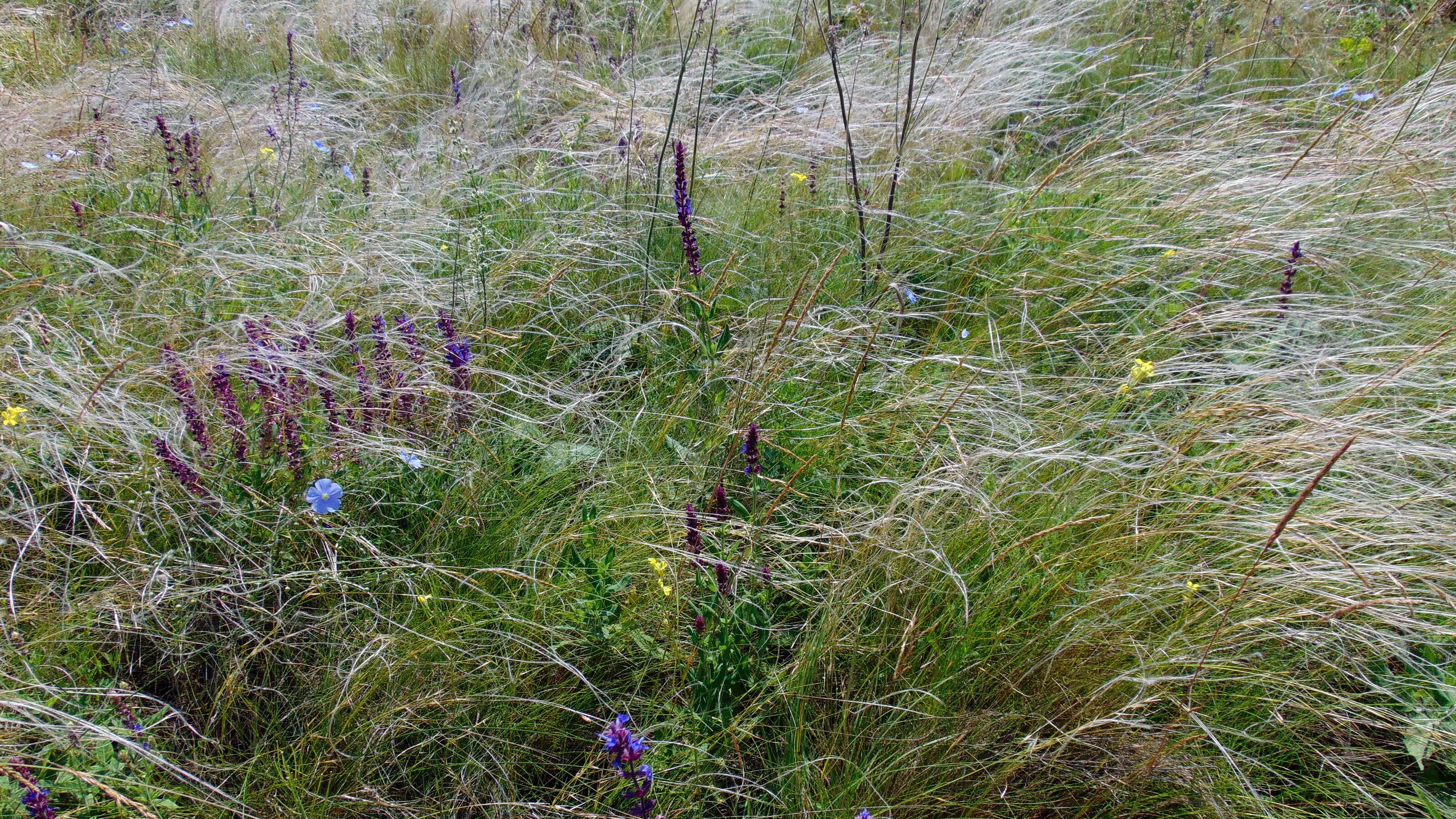 Plancia ëd Stipa lessingiana Trin. & Rupr.