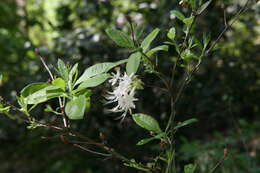 Image of mountain azalea