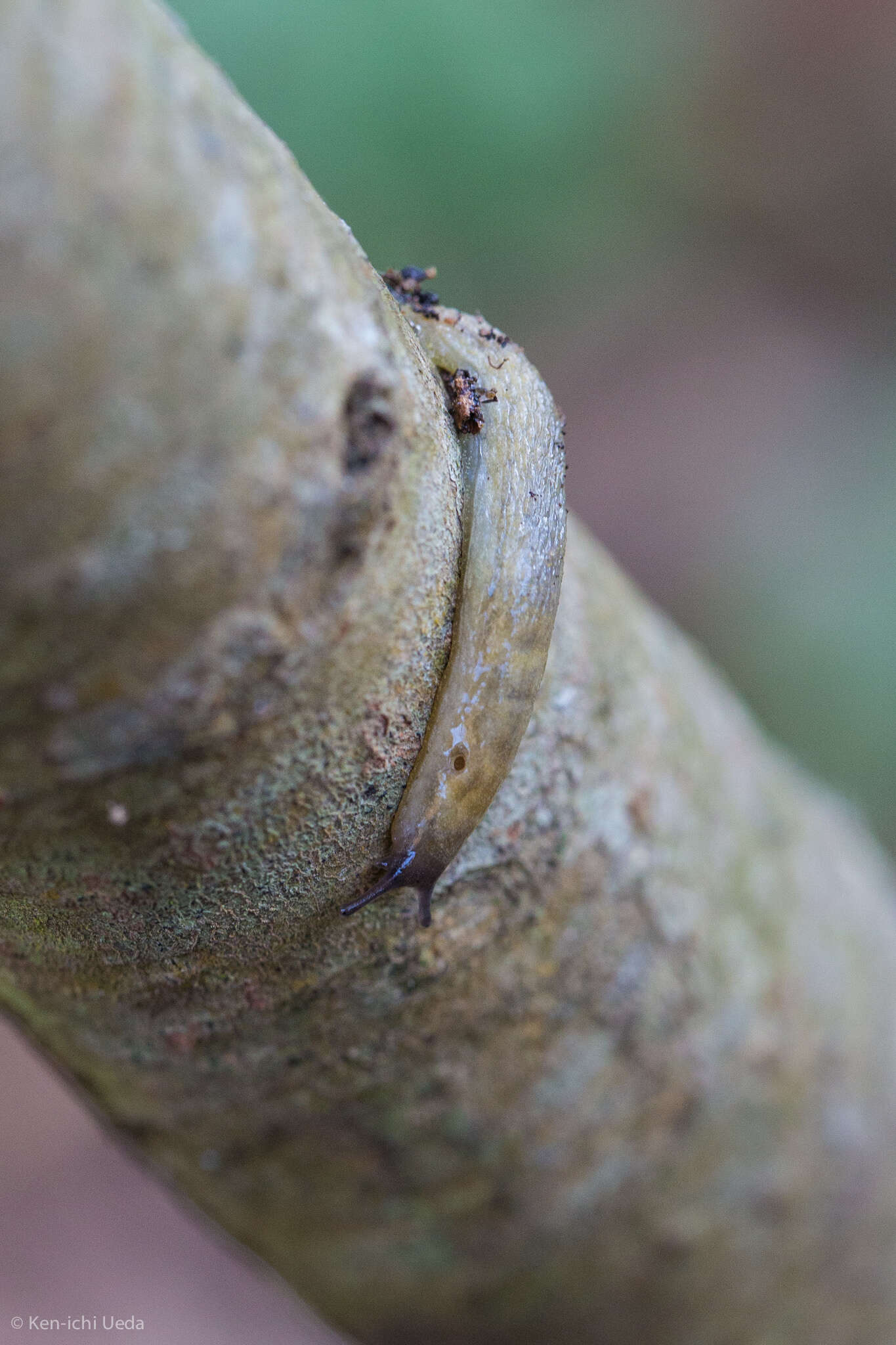 Image of hedgehog slug