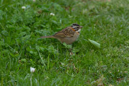 Image of Rufous-collared Sparrow