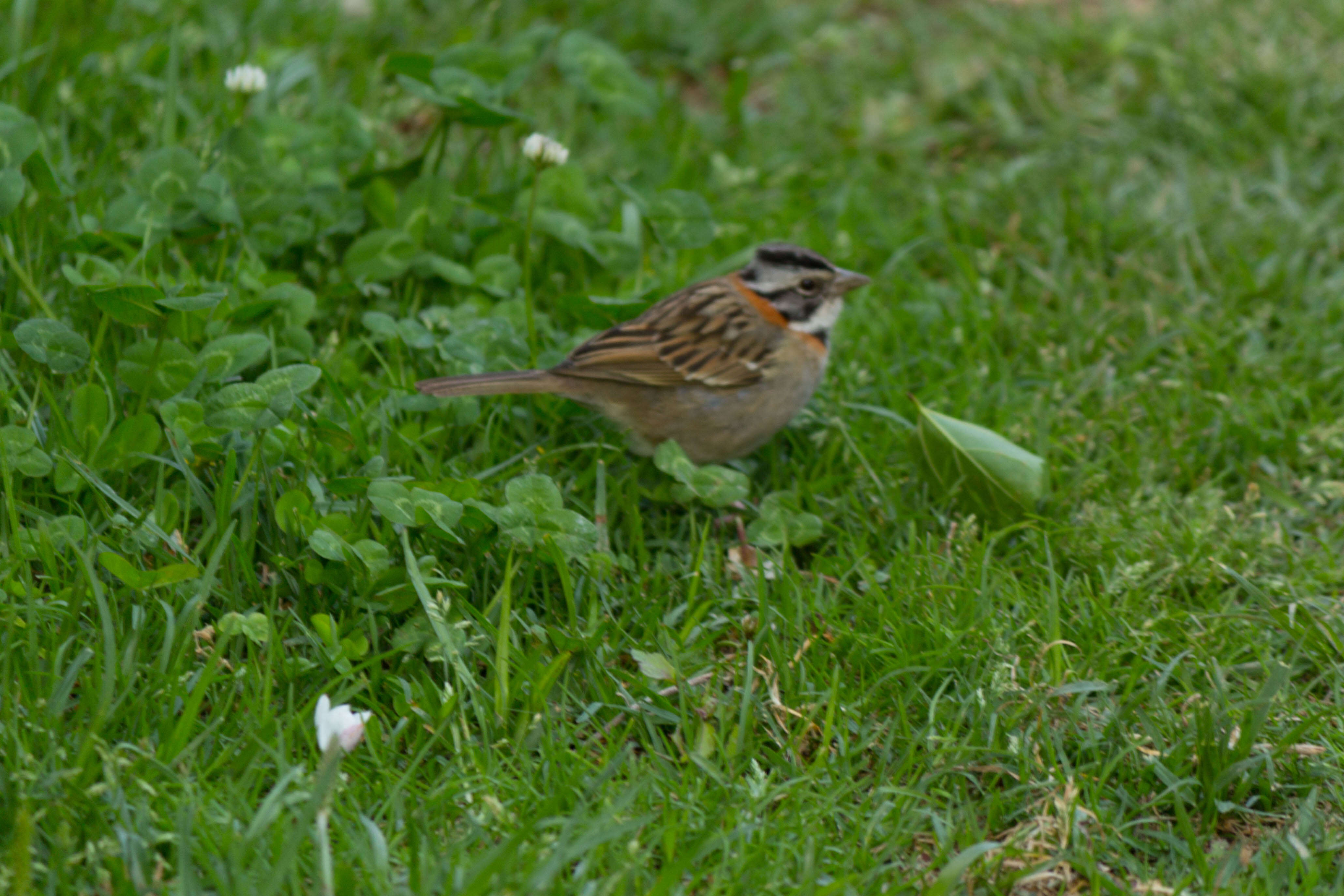 Image of Rufous-collared Sparrow