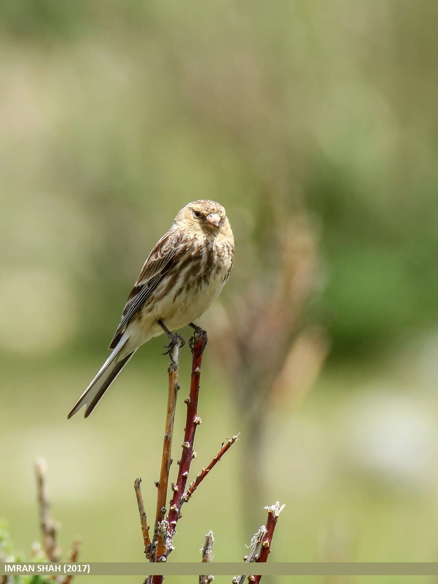 Image of Twite