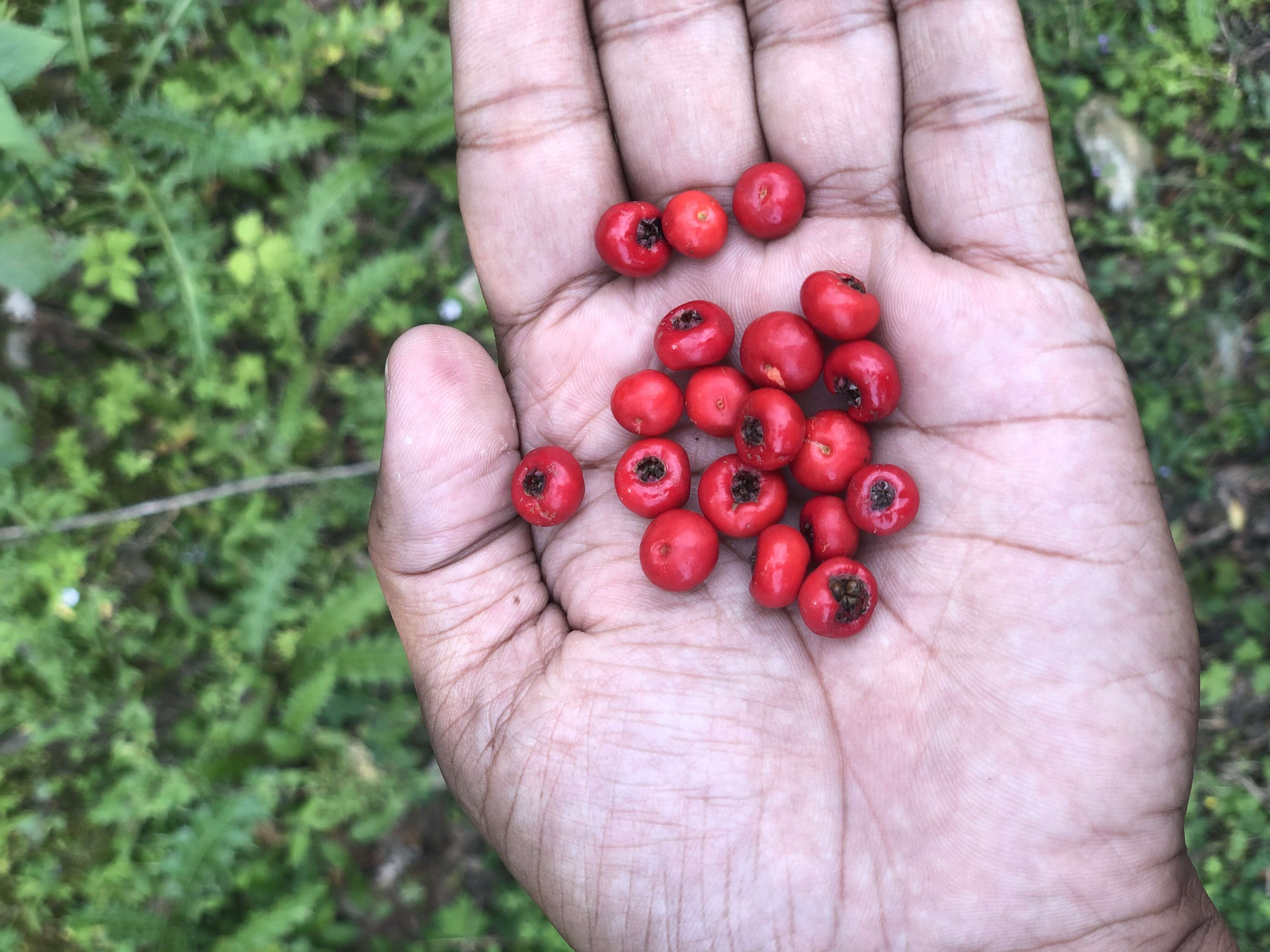 Image de Pyracantha crenulata (D. Don) M. Roemer