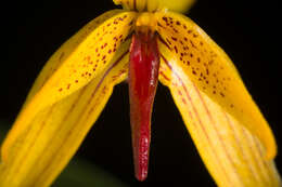 Image of Bulbophyllum williamsii A. D. Hawkes