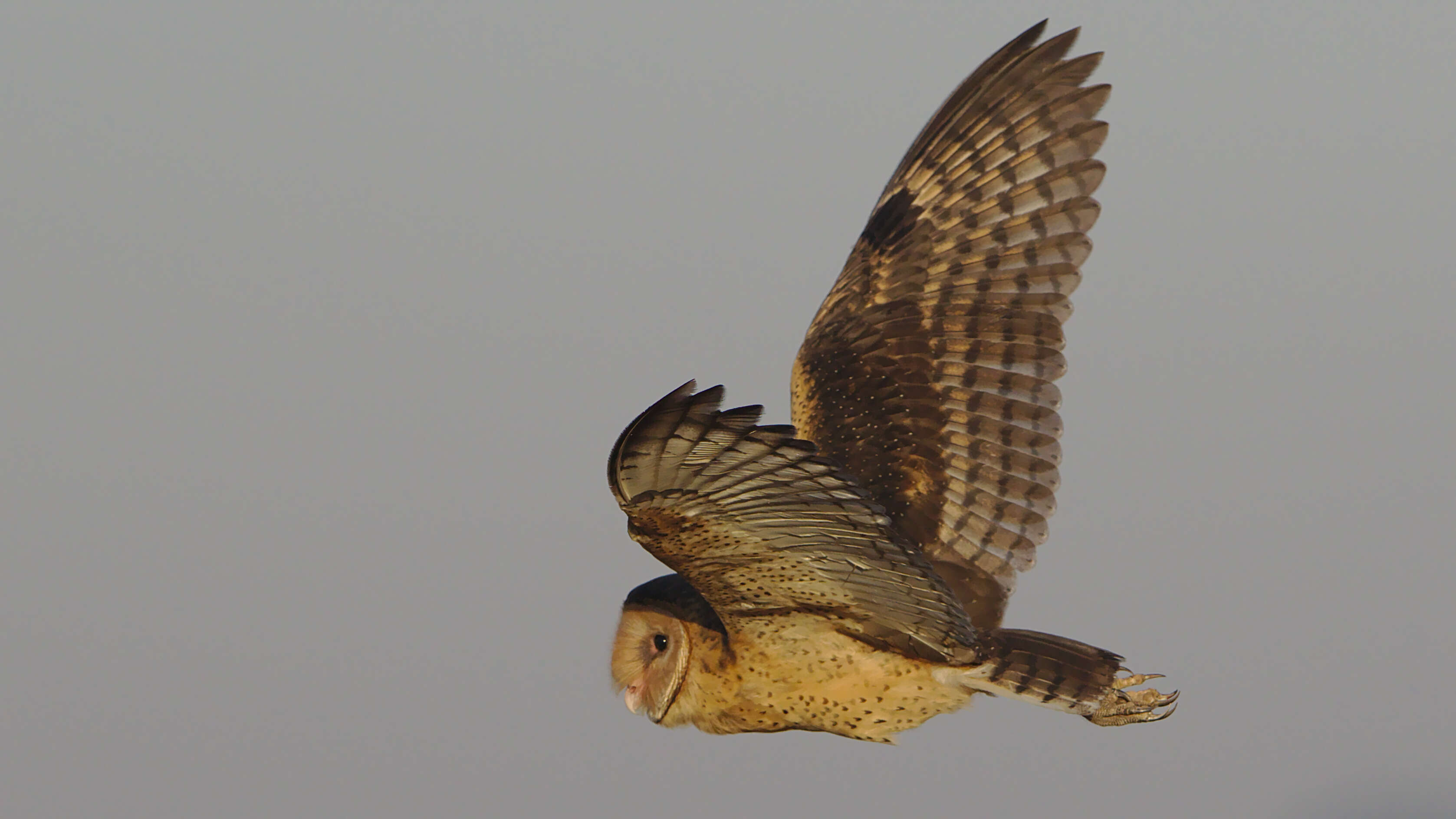 Image of African Grass Owl