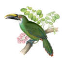 Image of Wagler's Toucanet