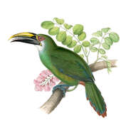 Image of Wagler's Toucanet