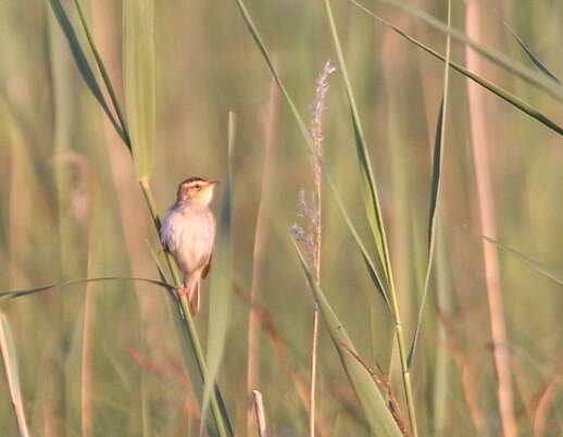 Image of Aquatic Warbler