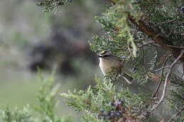 Image of Golden-crowned Kinglet