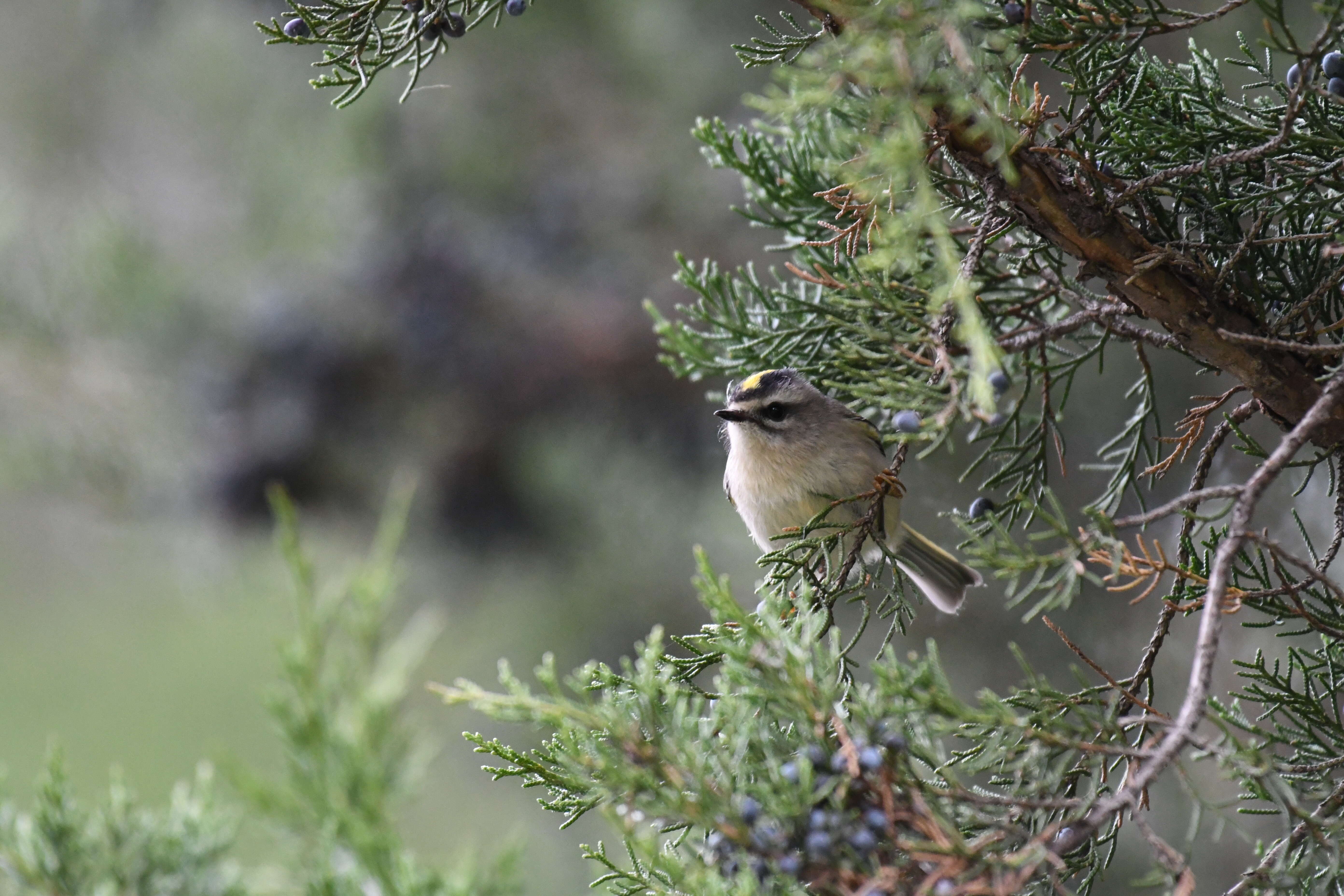 Image of Golden-crowned Kinglet