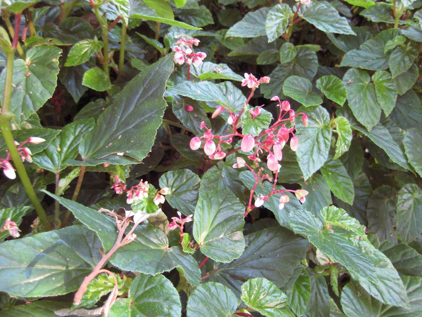 Image of Begonia domingensis A. DC.