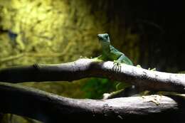 Image of Fiji iguanas