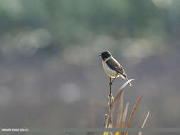 Saxicola leucurus (Blyth 1847) resmi