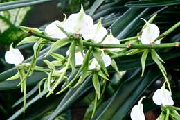 Image of Ivory Angraecum