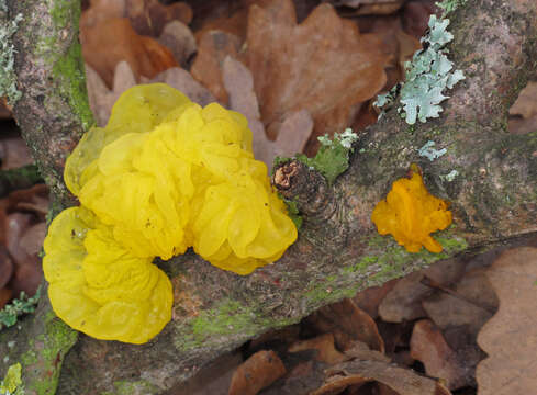 Image of Witches butter