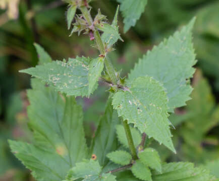 Image of hedge nettle