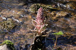 Image of pestilence wort