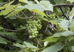 Vitis labrusca L. resmi