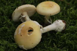 Image of gemmed Amanita