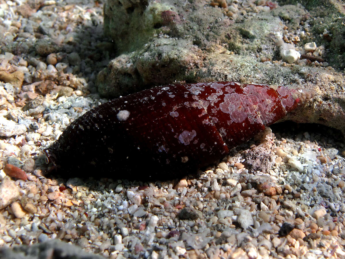 Image of Strigatella coffea (Schubert & J. A. Wagner 1829)