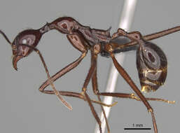 Image of Spine-waisted Ants