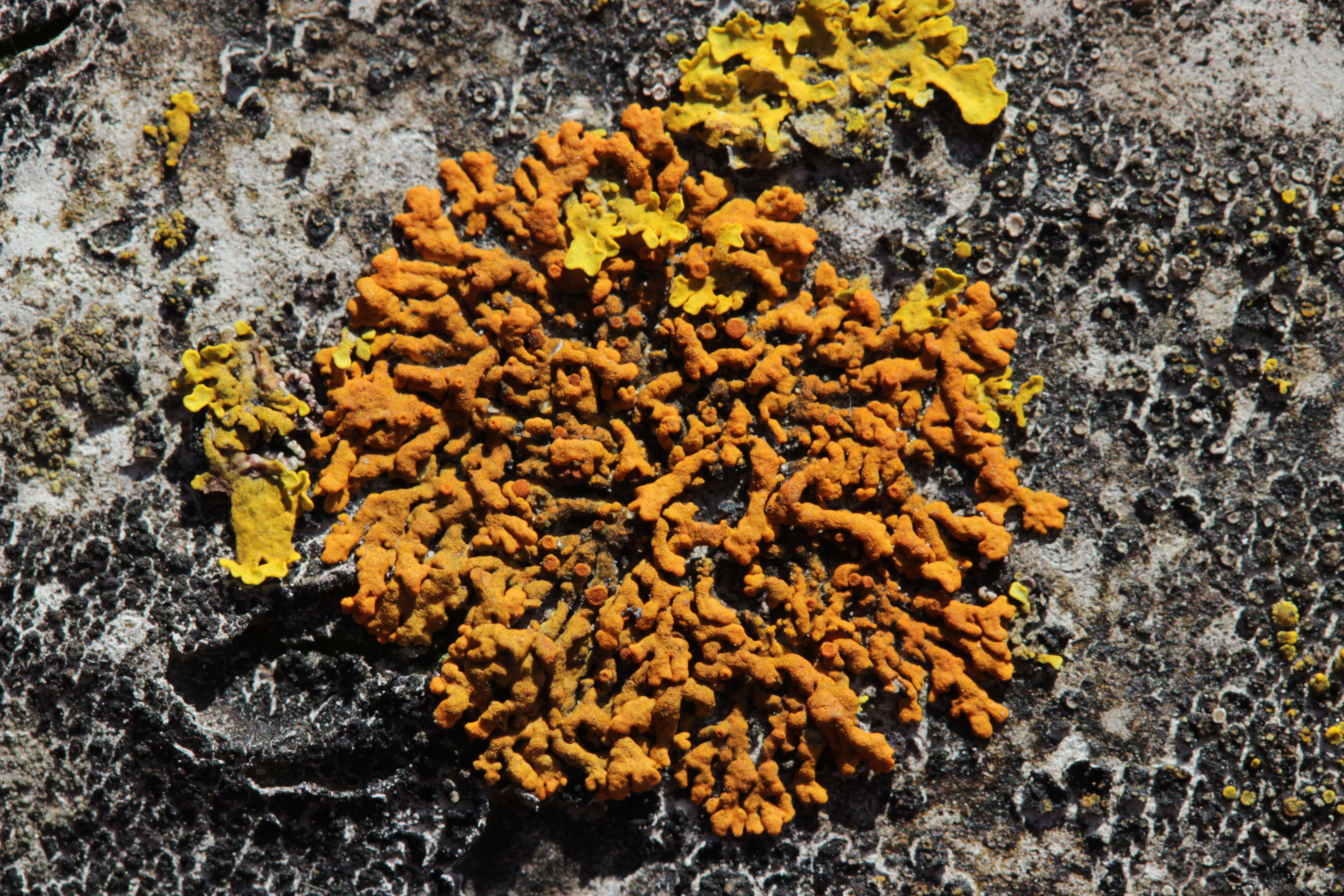 Image of elegant orange wall lichen