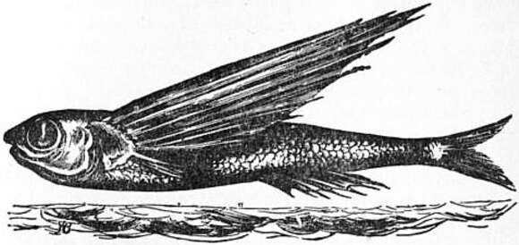 Image of flyingfishes