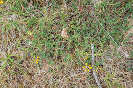 Image of Common Bird's-foot-trefoil