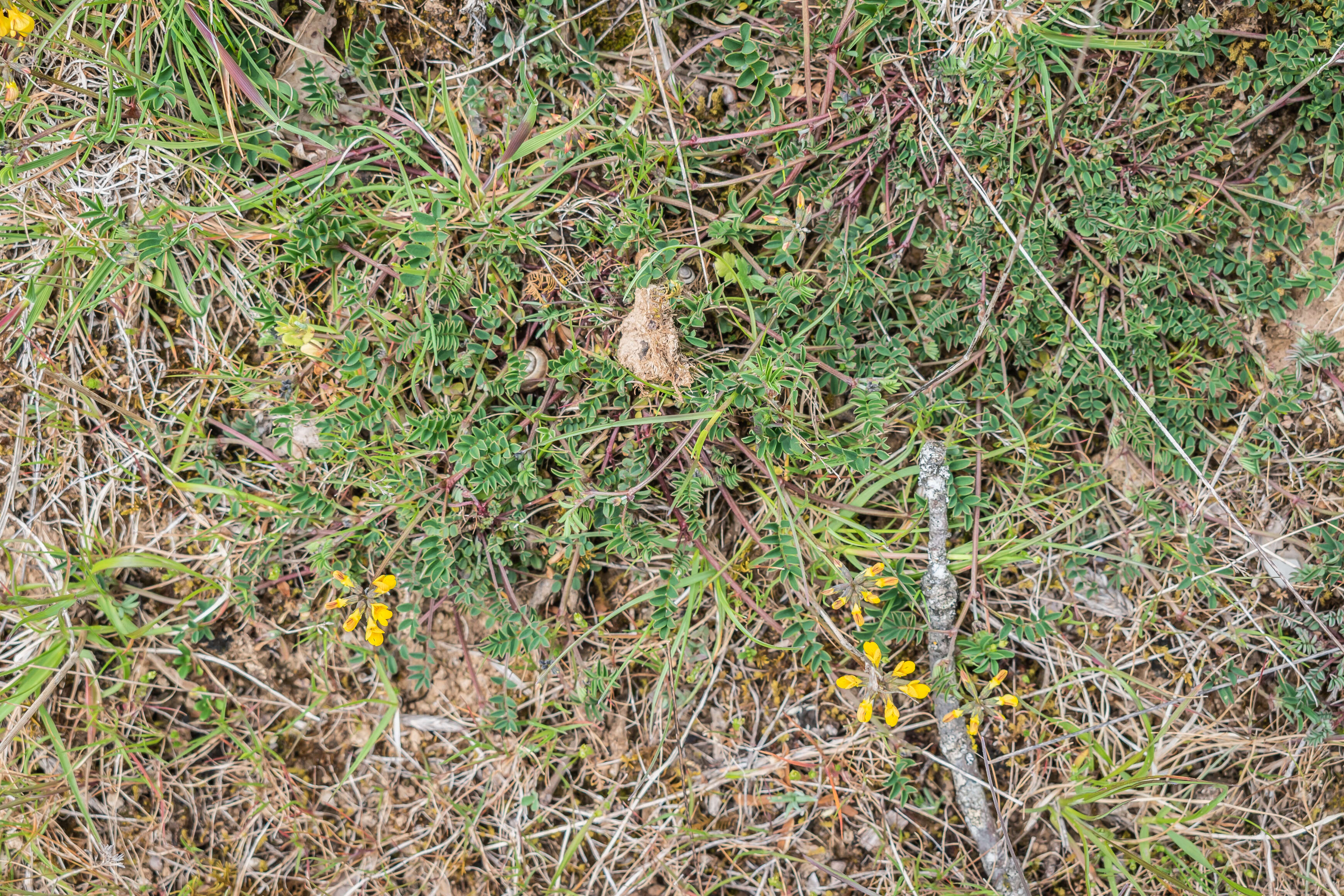 Image of Common Bird's-foot-trefoil