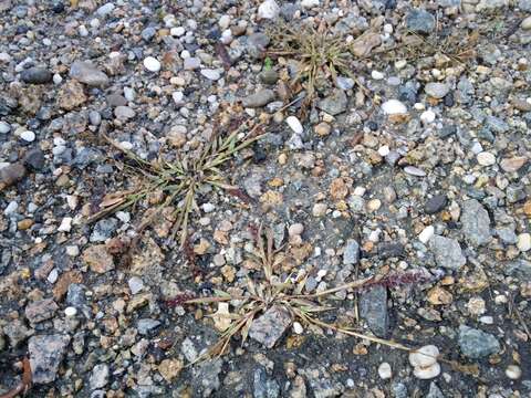 Image of stalked bur grass