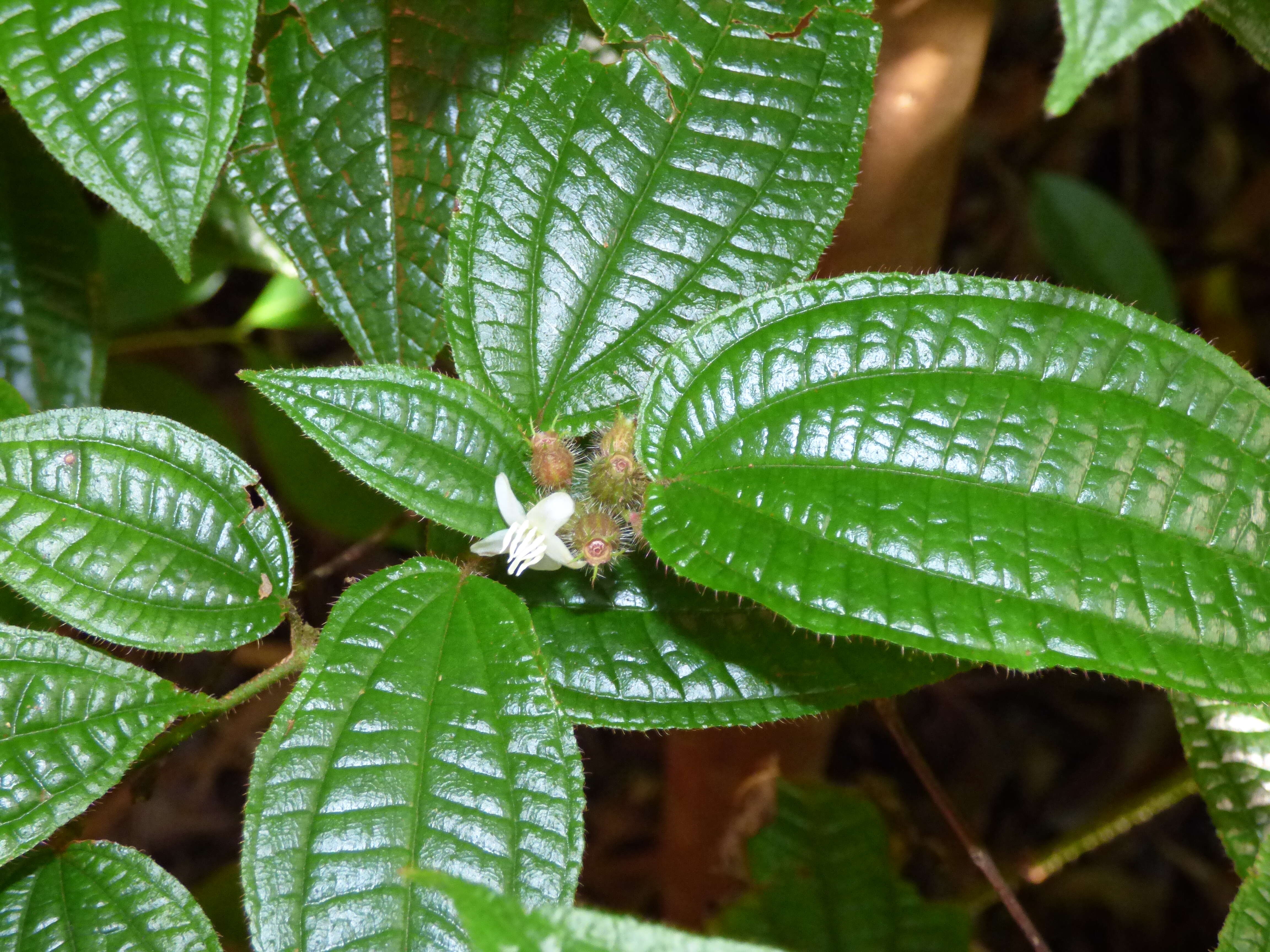 Image of soapbush