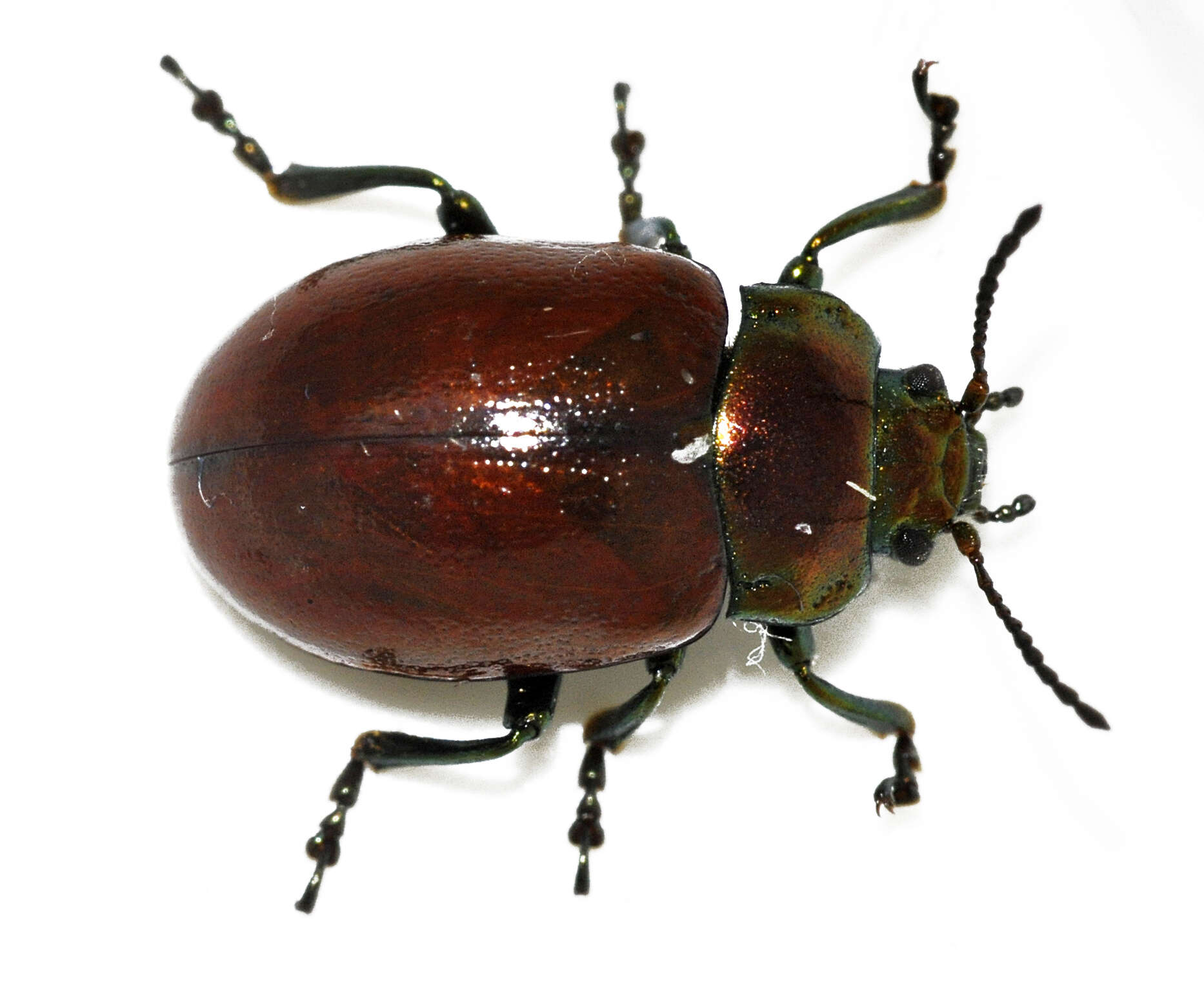 Image of Chrysolina polita