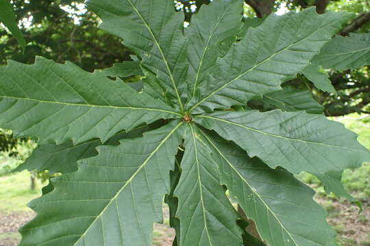 Image of Quercus mongolica subsp. crispula (Blume) Menitsky