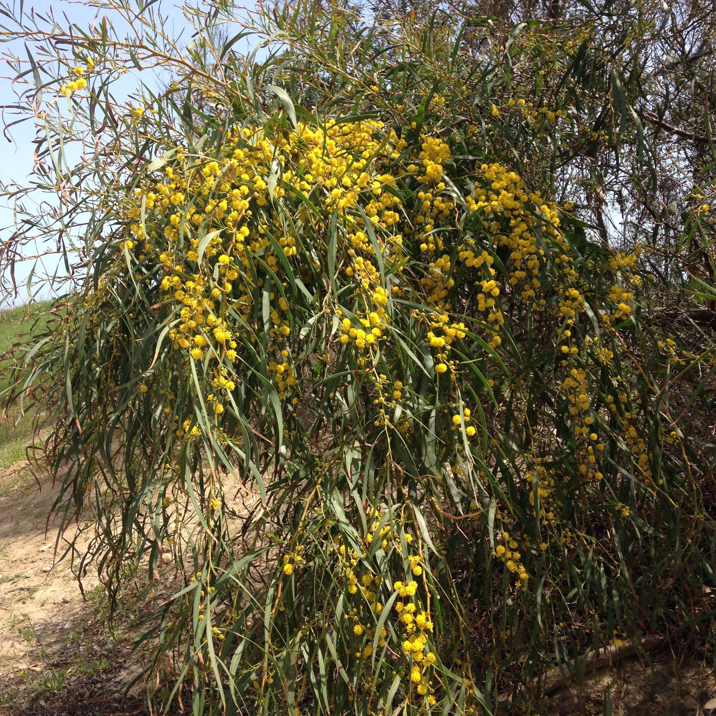 Image of orange wattle