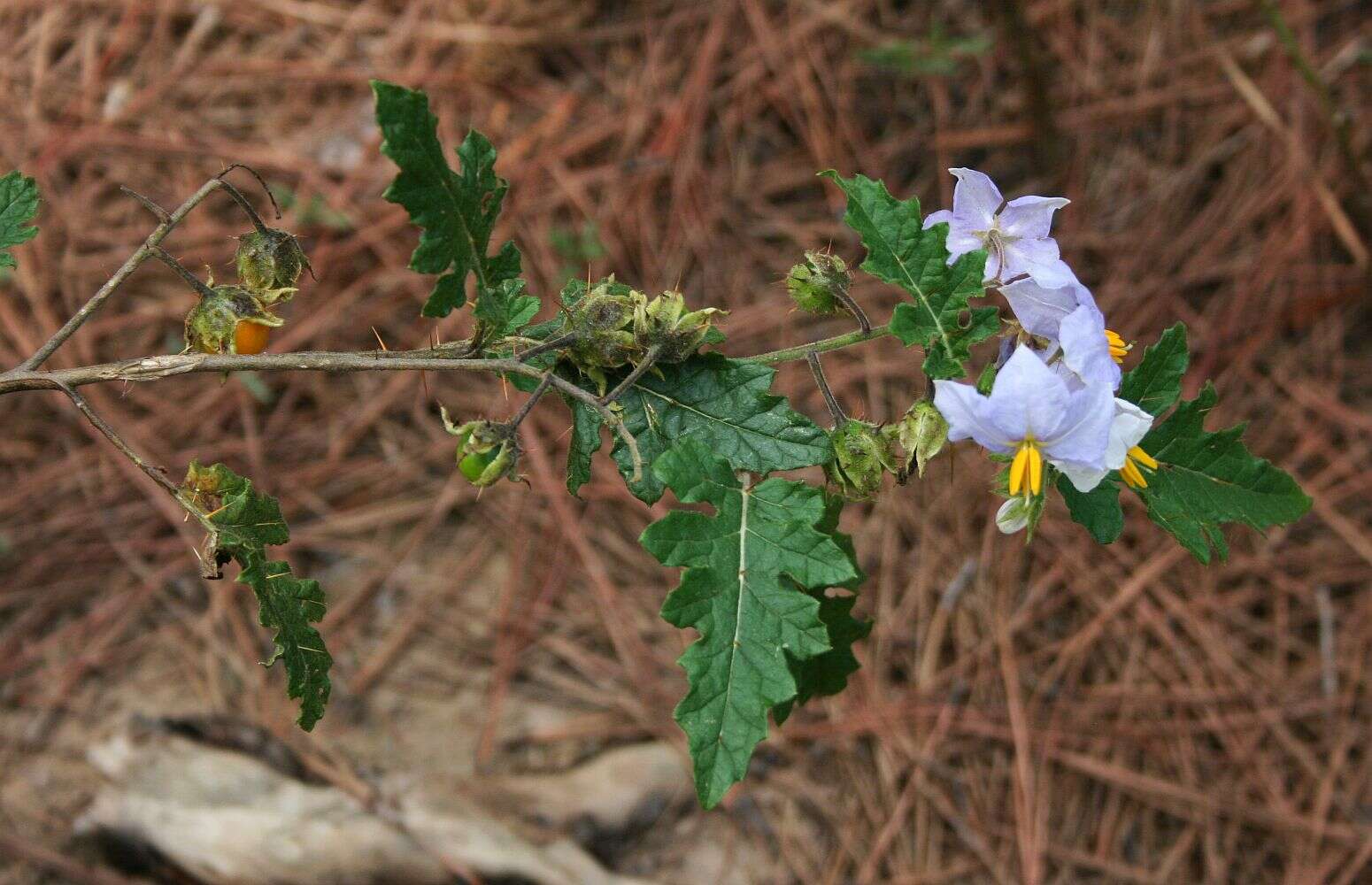 Plancia ëd Solanum sisymbriifolium Lam.