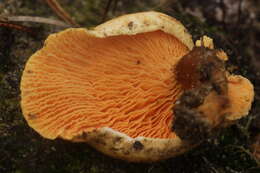 Imagem de Hygrophoropsis aurantiaca (Wulfen) Maire 1921