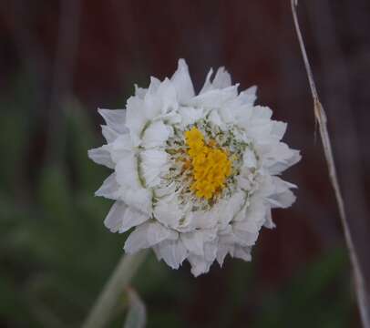 Rhodanthe floribunda (DC.) P. G. Wilson的圖片