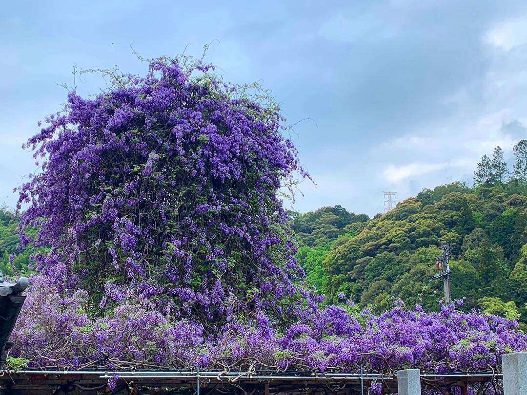 多花紫藤的圖片