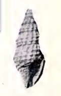 Image of Lioglyphostoma moinica