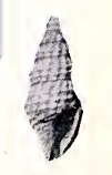 Image of Lioglyphostoma moinica