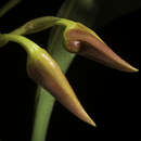 Image of Bulbophyllum basisetum J. J. Sm.