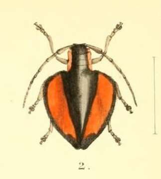 Image of Ites plagiatus Waterhouse 1880