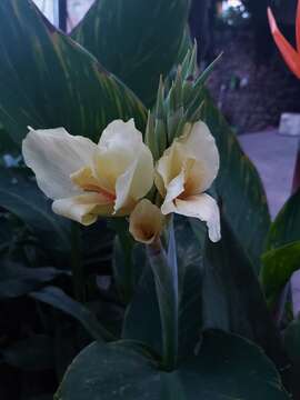 Image of calla lily